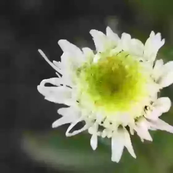 Leucanthemum x superbum 'Wirral Supreme' Shasta daisy